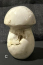 Ocean Jasper Mushrooms