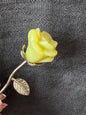 Natural Crystal Roses