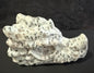 Dragon Head Medium