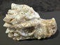 Dragon Head Medium