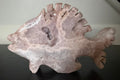 Pink Amethyst Fish