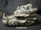 Dragon Heads Large