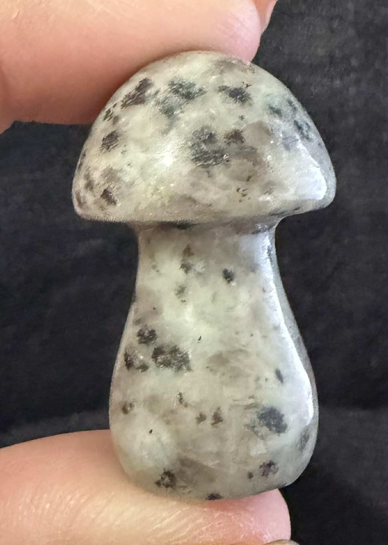 Medium Mushrooms
